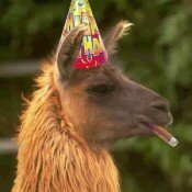 Random Friday – FV Gets Elfed, Smexy Writes Smut, Llama of the Week